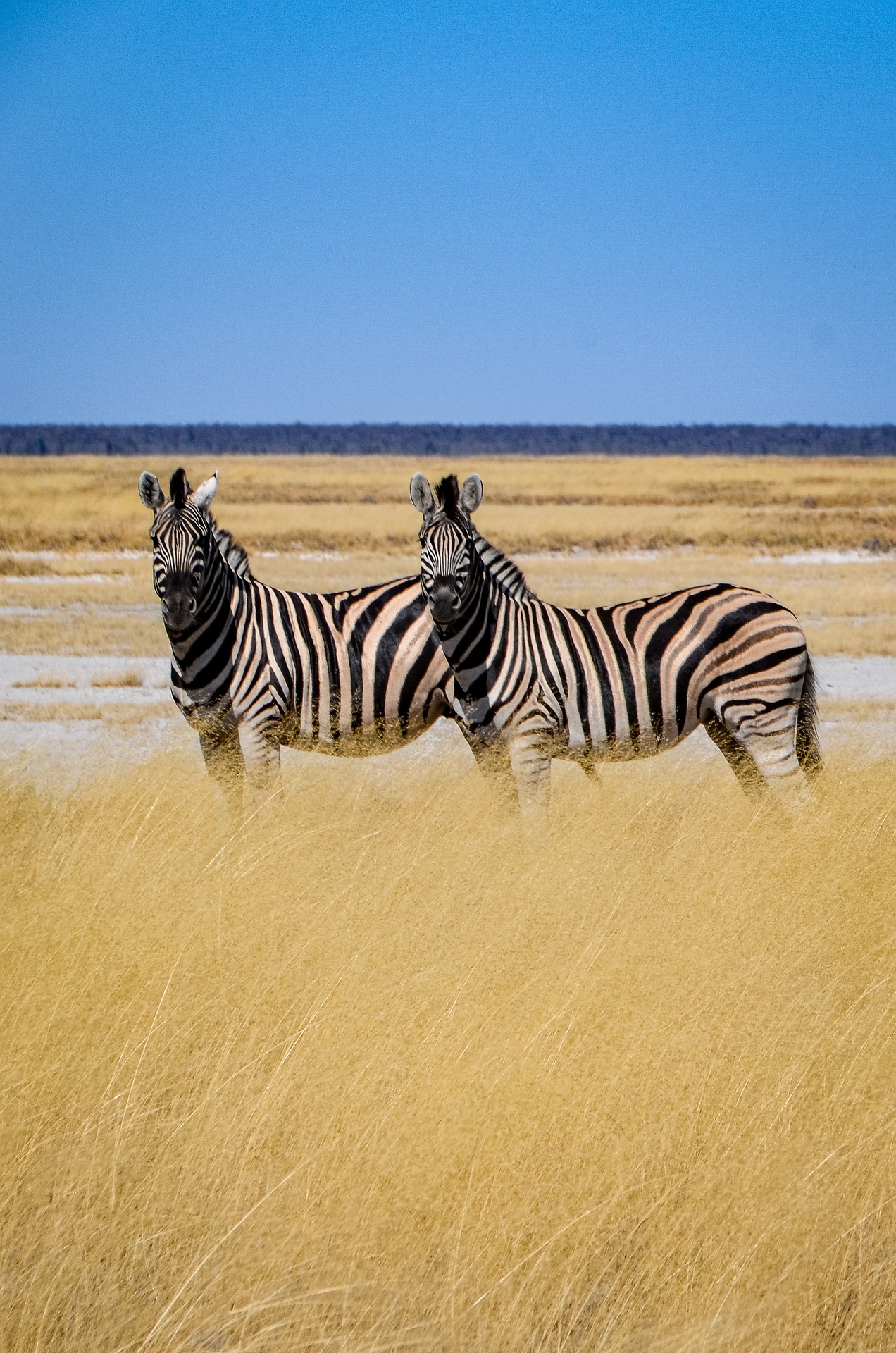 Why Zebras don't get ulcers